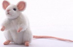 Мягкая игрушка Hansa Creation 5323 Белая мышь, 16 см
